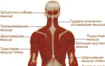 Какие мышцы относятся к перистым