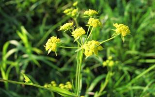 Володушка золотистая: лечебные свойства и противопоказания растения Володушка применение