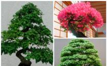 Menanam bonsai dari biji merupakan ciri teknologi pertanian