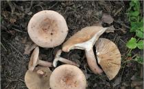 Млечники - грибы уломы железной