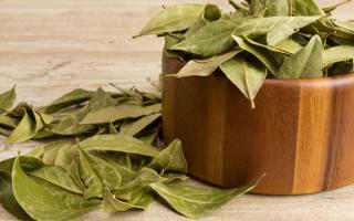 Traitement aux feuilles de laurier - recettes éprouvées