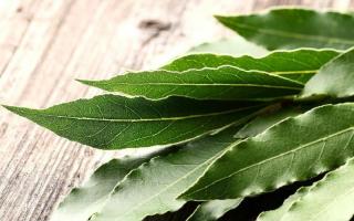 Decocção de folhas de louro na medicina popular