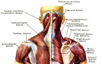 Muscles du membre supérieur