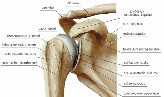 Плечевой сустав топографическая анатомия