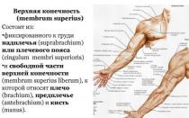 Mišići ramena Funkcija pričvršćivanja mišića porijekla ramenog obruča