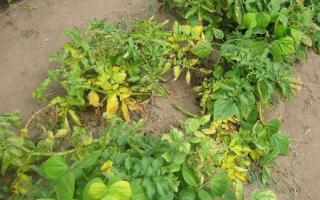 Razões pelas quais as pontas das batatas ficam amarelas e secas e o que fazer a respeito, métodos de tratamento e proteção
