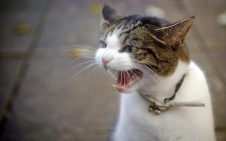 Які бувають хвороби у кішок: симптоми та лікування, фото